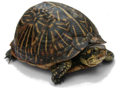 tortue meaning